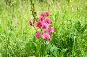 Lathyrus tuberosus, tuberous pea, tuberous vetchling, earthnut pea, aardaker, tine-tare