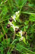 Ophrys apifera, bee orchid