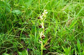 Ophrys apifera, bee orchid