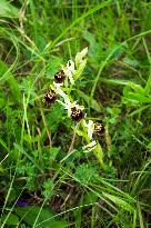 Ophrys apifera, bee orchid