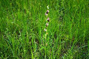 Ophrys sphegodes, the early spider-orchid