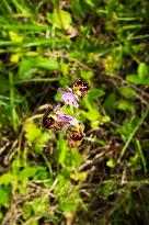 Ophrys sphegodes, the early spider-orchid