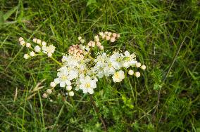 Filipendula vulgaris, dropwort, fern-leaf dropwort