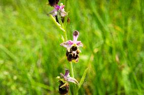 Ophrys sphegodes, the early spider-orchid