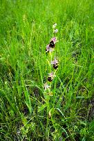 Ophrys sphegodes, the early spider-orchid