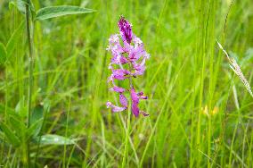 Polygala major