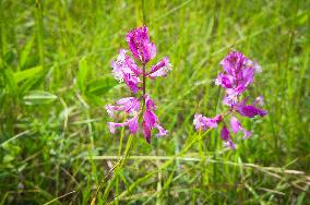 Polygala major