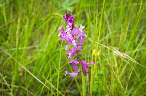 Polygala major