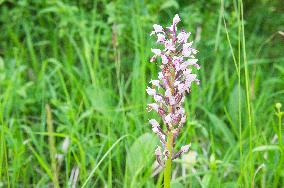 Orchis militaris, the military orchid