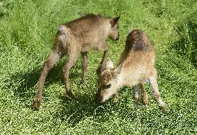 REINDEER (RANGIFER TARANDUS)