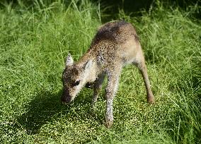 REINDEER (RANGIFER TARANDUS)