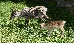 REINDEER (RANGIFER TARANDUS)