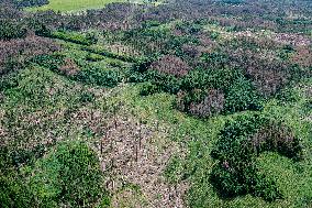 Forest, forests, tree, trees, dead, spruce