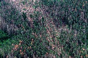 Forest, forests, tree, trees, dead, spruce