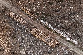 Forest, forests, tree, trees, dead, spruce, wood