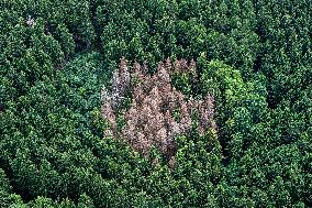 Forest, forests, tree, trees, dead, spruce
