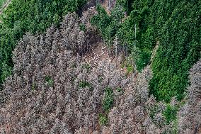 Forest, forests, tree, trees, dead, spruce