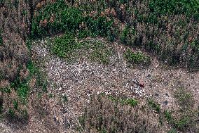 Forest, forests, tree, trees, dead, spruce