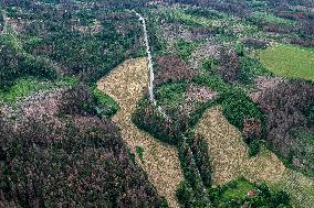 Forest, forests, tree, trees, dead, spruce