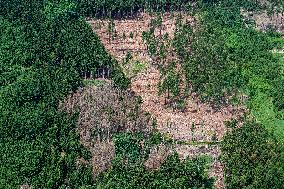 Forest, forests, tree, trees, dead, spruce