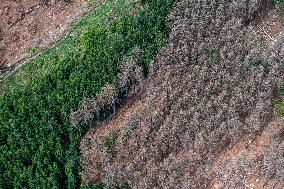 Forest, forests, tree, trees, dead, spruce