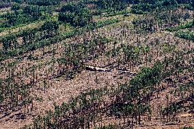 Forest, forests, tree, trees, dead, spruce