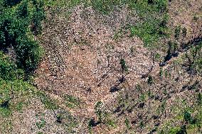 Forest, forests, tree, trees, dead, spruce