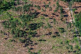 Forest, forests, tree, trees, dead, spruce