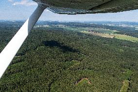 Forest, forests, tree, trees, dead, spruce