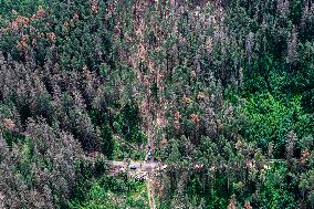 Forest, forests, tree, trees, dead, spruce