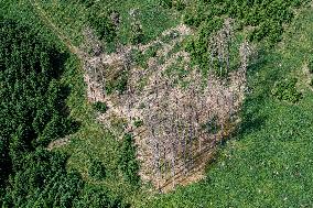 Forest, forests, tree, trees, dead, spruce