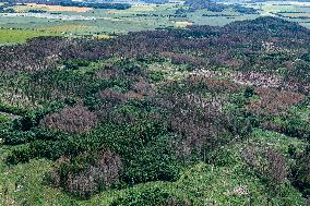 Forest, forests, tree, trees, dead, spruce