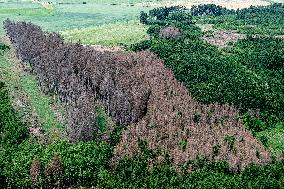 Forest, forests, tree, trees, dead, spruce