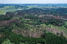 Forest, forests, tree, trees, dead, spruce