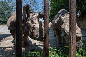 Black Rhino (Diceros bicornis)