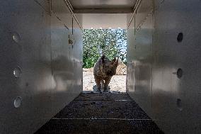 Black Rhino (Diceros bicornis)