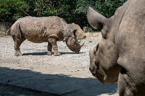 Black Rhino (Diceros bicornis)