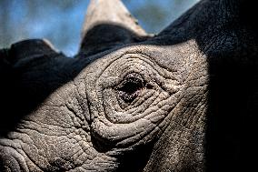 Black Rhino (Diceros bicornis)