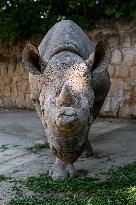 Black Rhino (Diceros bicornis)