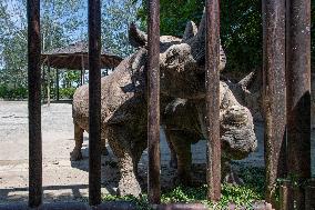 Black Rhino (Diceros bicornis)