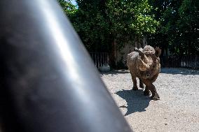 Black Rhino (Diceros bicornis)