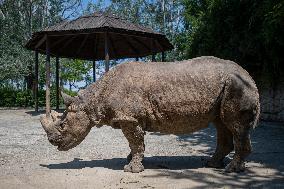 Black Rhino (Diceros bicornis)