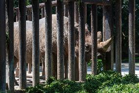 Black Rhino (Diceros bicornis)