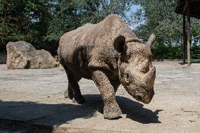 Black Rhino (Diceros bicornis)