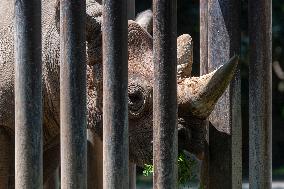 Black Rhino (Diceros bicornis)