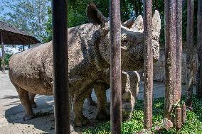 Black Rhino (Diceros bicornis)