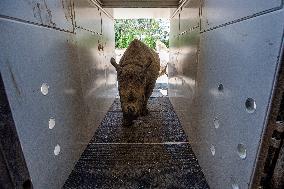 Black Rhino (Diceros bicornis)