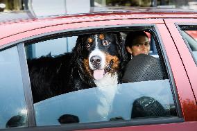 a dog in a vehicle, car, automobile