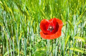 Papaver rhoeas, common poppy, corn poppy, corn rose, field poppy, Flanders poppy, red poppy