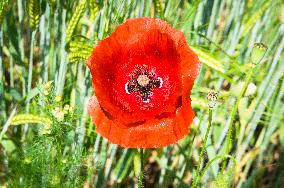 Papaver rhoeas, common poppy, corn poppy, corn rose, field poppy, Flanders poppy, red poppy